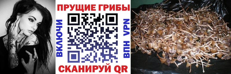 цена   Куртамыш  Галлюциногенные грибы мухоморы 
